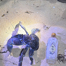 石垣島夜間生態觀察照片 2
