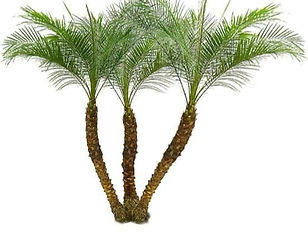 palmera-datal enana - palmeras - paisaje