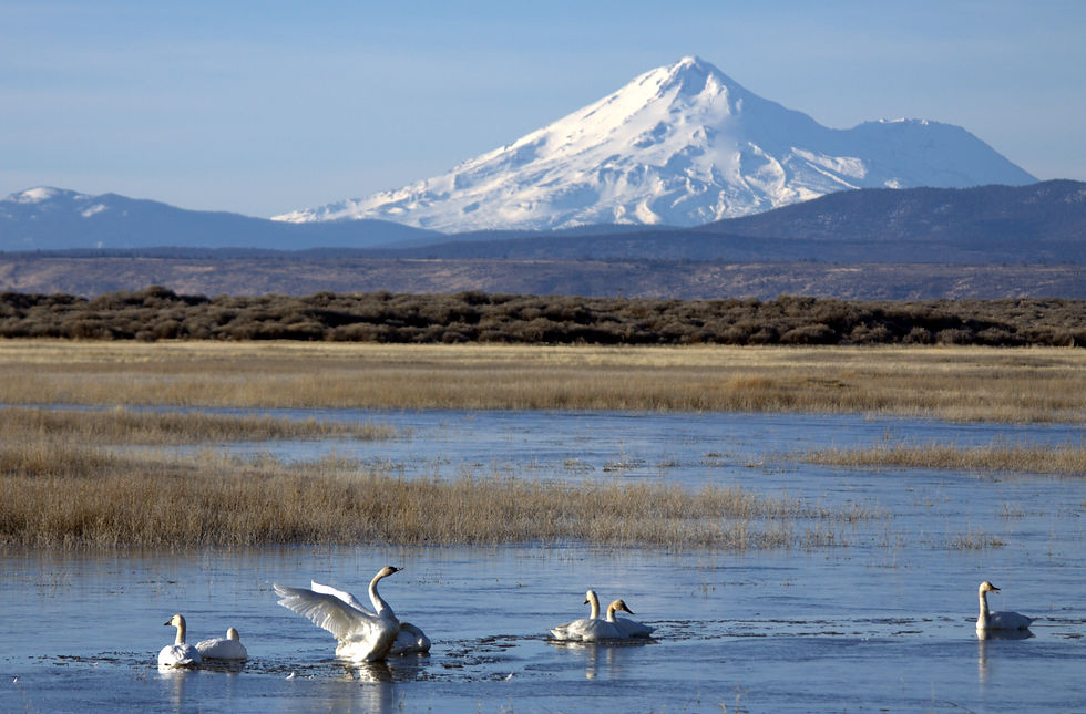 Waterfowl Tundra Swans foreground Mount Shasta LKNWR (1).jpg