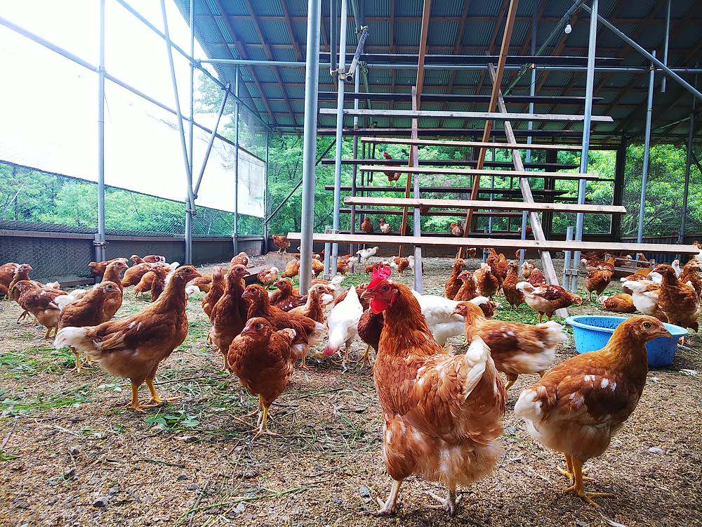 おーはし農園通信 19年７月