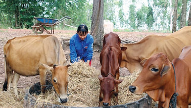 Cow.jpg