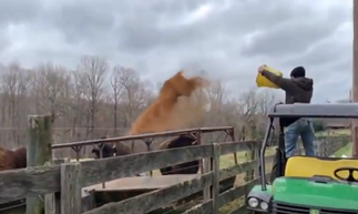 How Covid-19 Has Impacted the Bison Industry