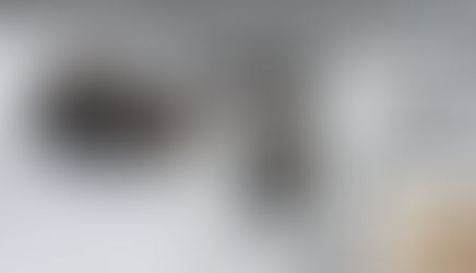 What Do Bison Do During the Winter?