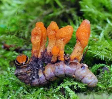 C. Militaris: There are Cordyceps in the Midwest