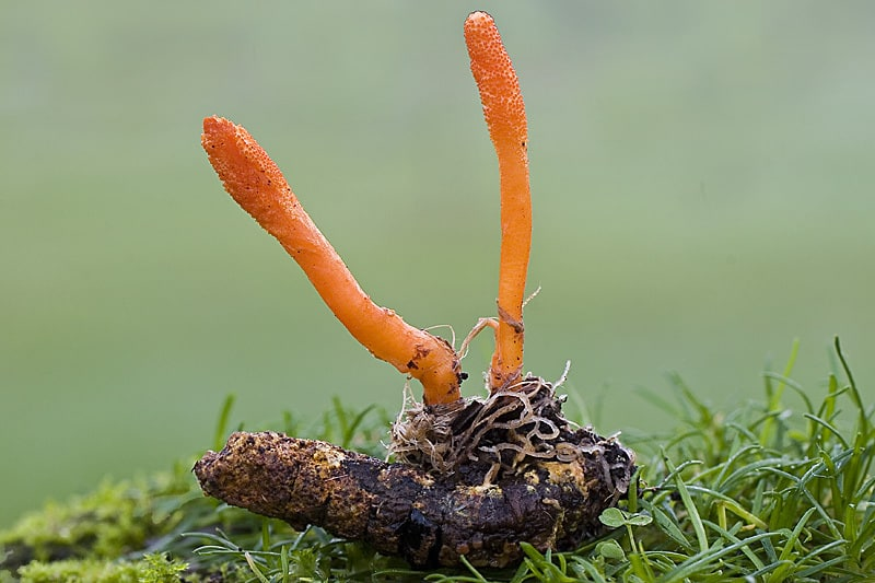 C. militaris. Taken from Cordyceps militaris - NBRC 100741.
