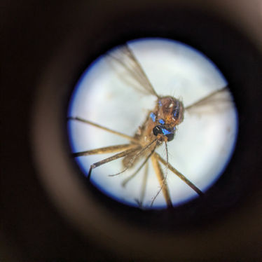 "Fight the Bite": Chicago's Uptick in Mosquitoes