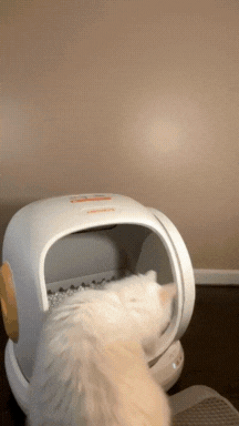 Self cleaning cat litter box