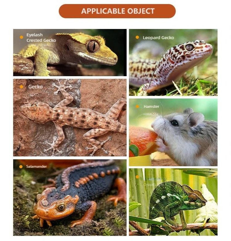 Miniatura: Automatic Reptile Water Dish Reusable Container Creative Feeder Station Ornament