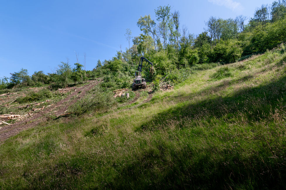 Tree harvester in action on slope sawing a tree with blue sky background.