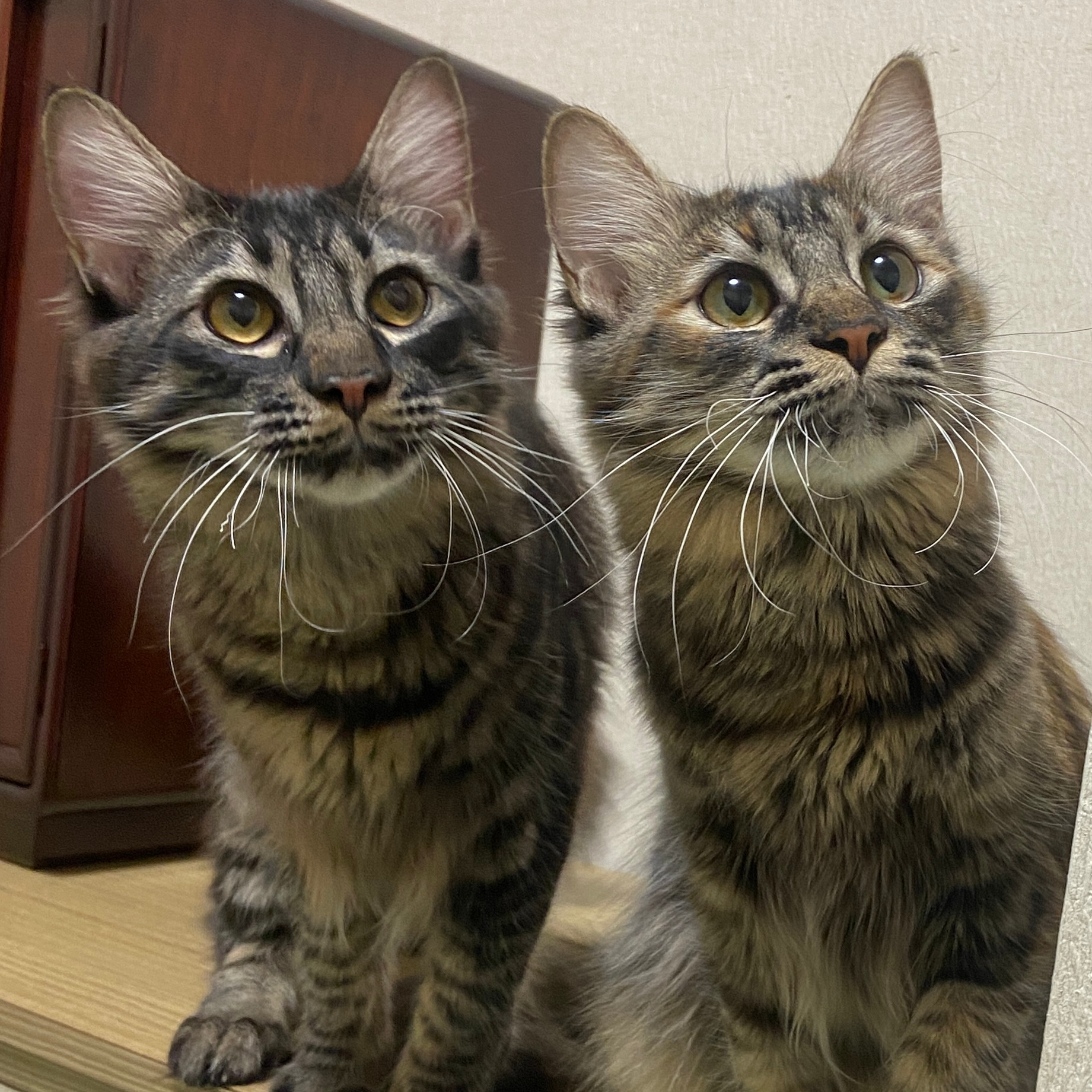 3955 外国切手 サハラ・アラブ民主共和国 猫 ペット 2種 ねこ・猫 - 外国切手の通販・北欧・東欧・海外の切手を販売