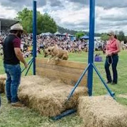 Small dog jump.jpg.webp