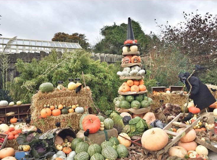 Pumpkin season