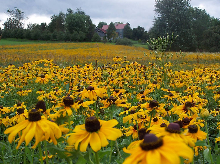 flowerfield.jpg