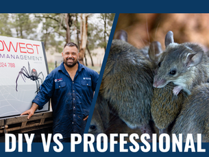DIY Mouse Control vs Professional Rodent Treatment: What’s the Difference?