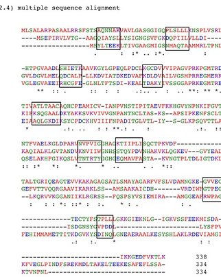 Multiple Sequence Alignment