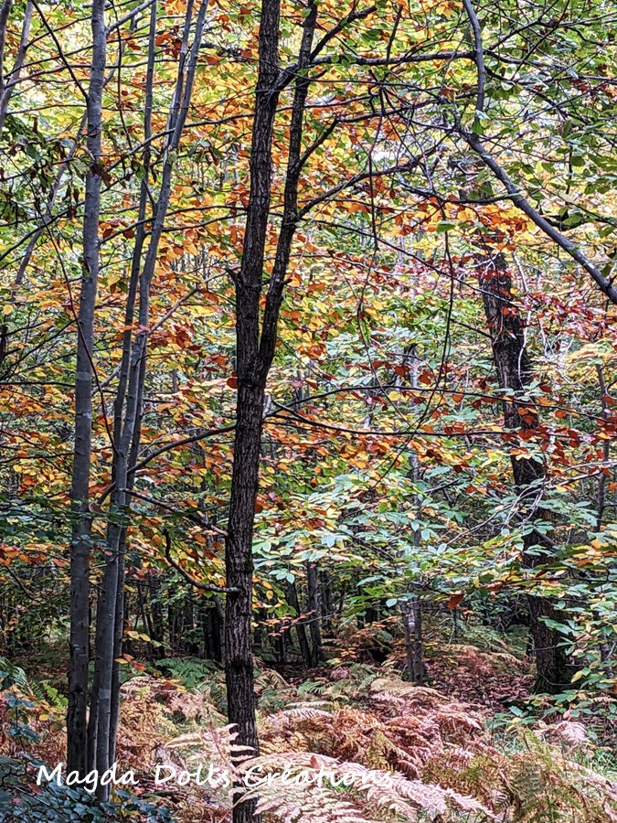 PXL_20241012_141708071.MP