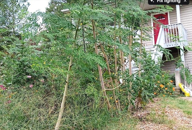 First peach harvest.