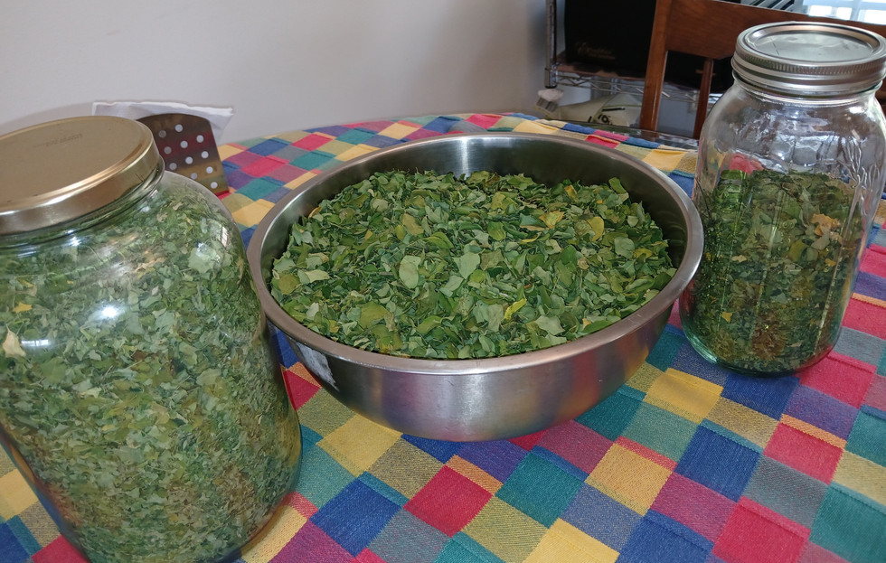 First peach harvest.