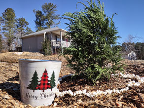 Year 5 of Dr. Rudy's Food Forest