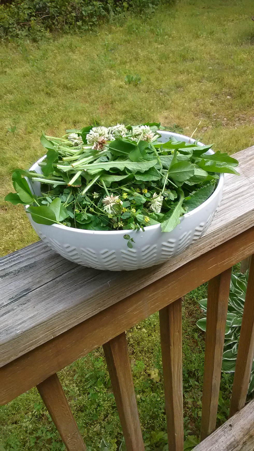 Lawn, soon to be gone.