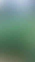 Lawn, soon to be gone.