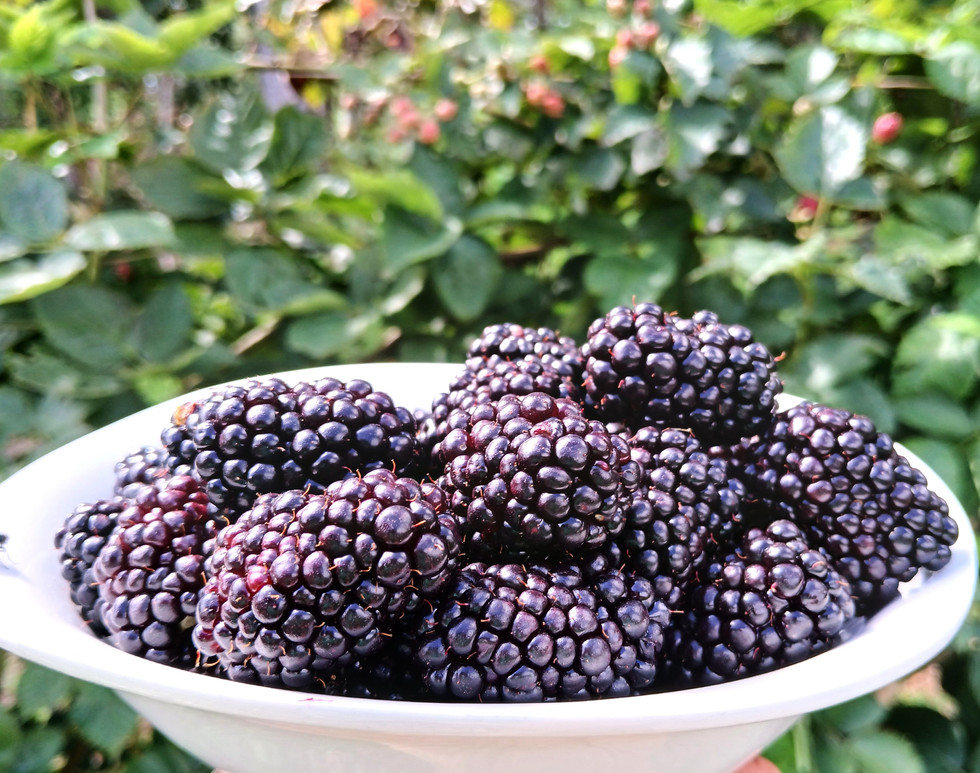 First peach harvest.