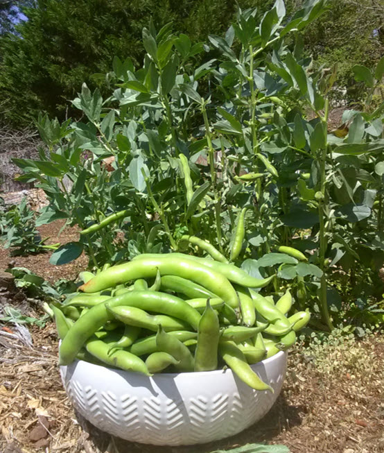 Last of the tomatoes before the frost.