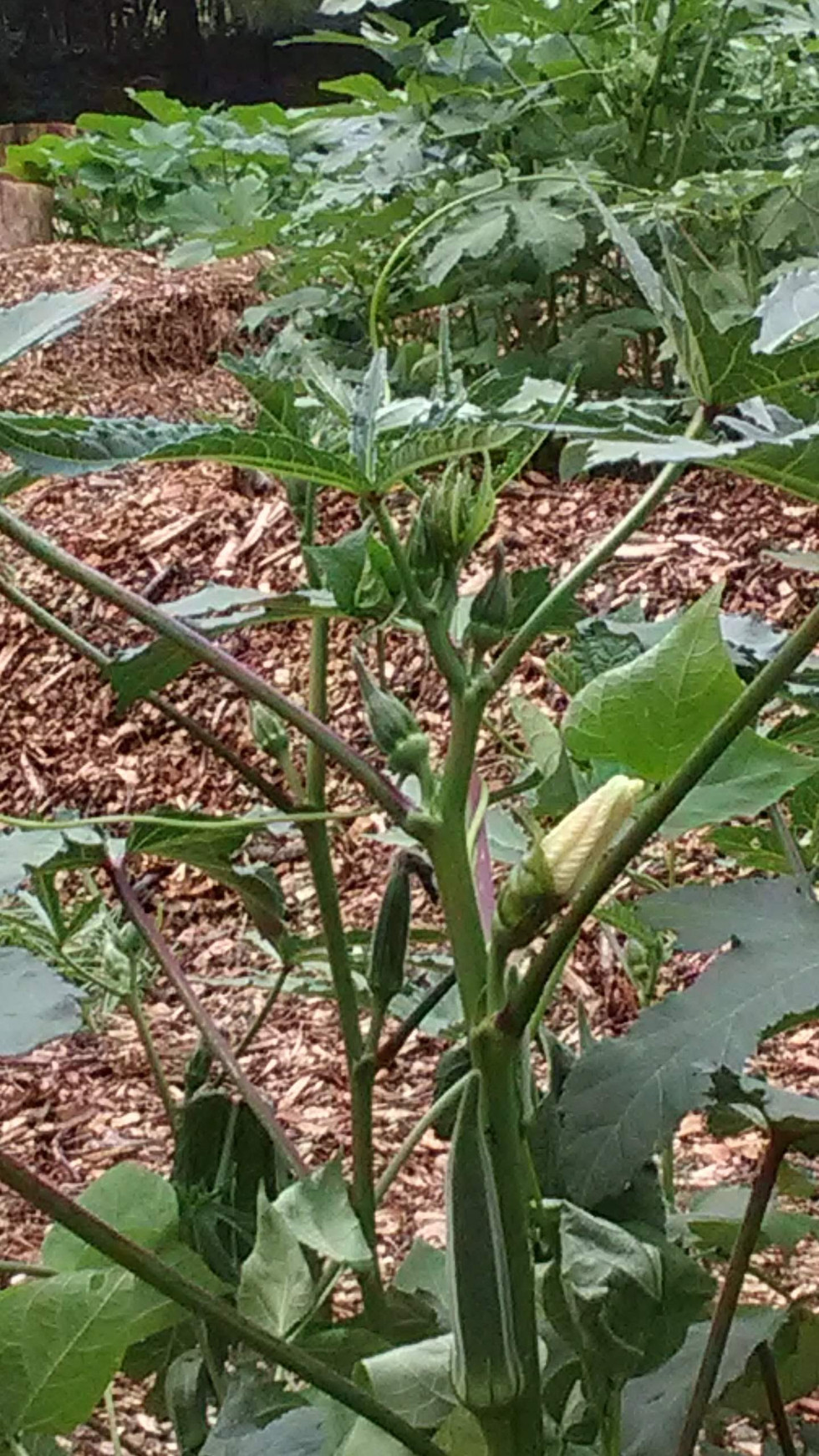 Lawn, soon to be gone.