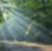 forest background.webp