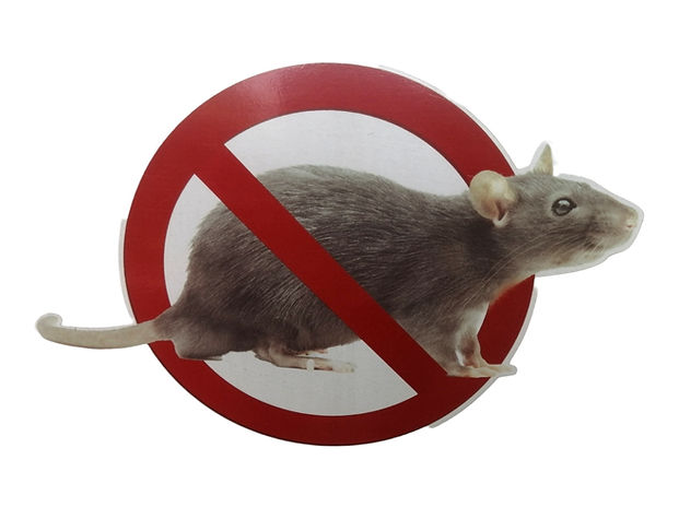 Rats are also vectors that spread disease to humans..jpg