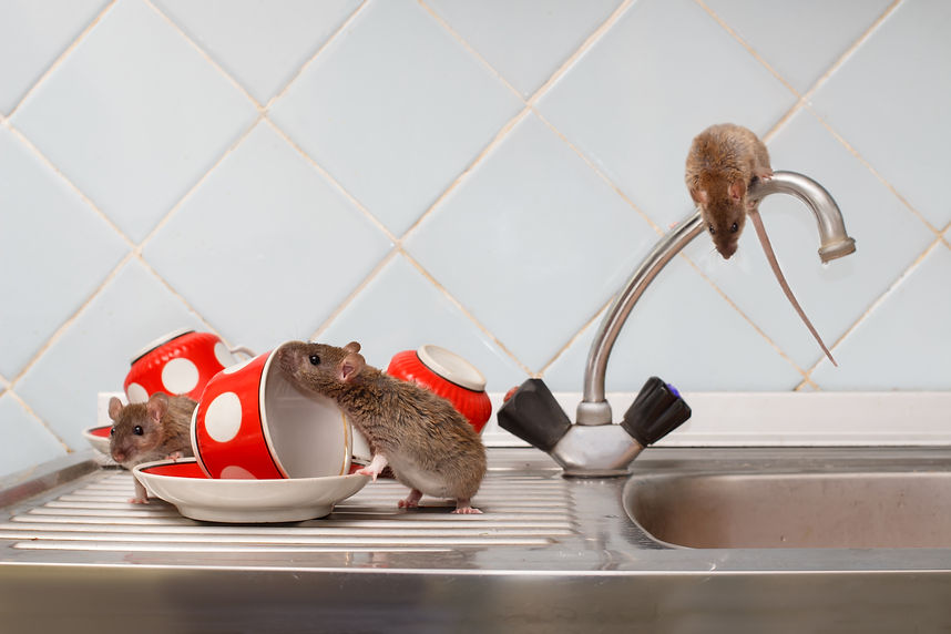 Three young rats (Rattus norvegicus) and red cups on sink in an apartment house on the bac