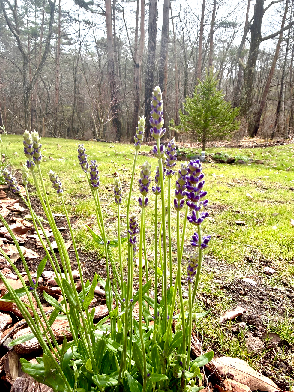 ラベンダーの香りを感じて
