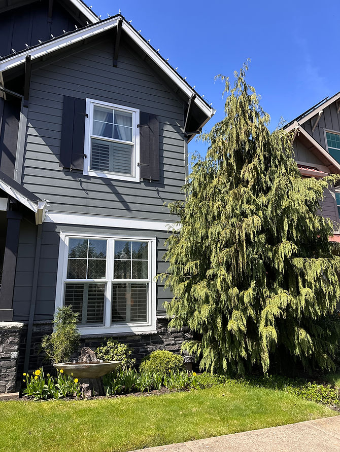 Trees to Avoid Planting Near Your Home (unless you like Foundation Damage  and Regret)