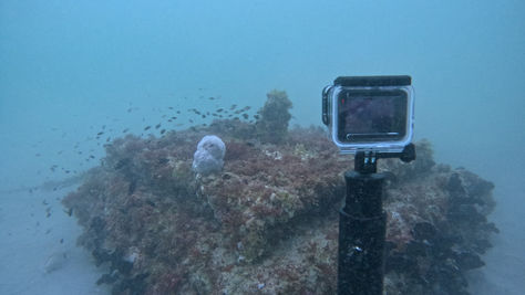 Underwater reef with an action camera on a pole, small fish swimming around coral-covered rocks in hazy blue water.