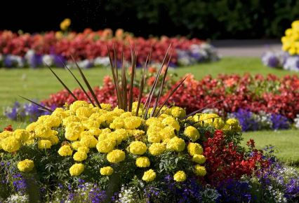 Jardin-de-flores.jpg