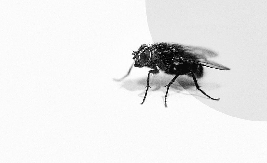 mosca compressed.jpg