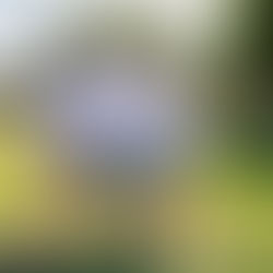 Introducing Sally Vico