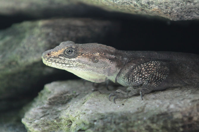 The Great Lizard Escapade (1)