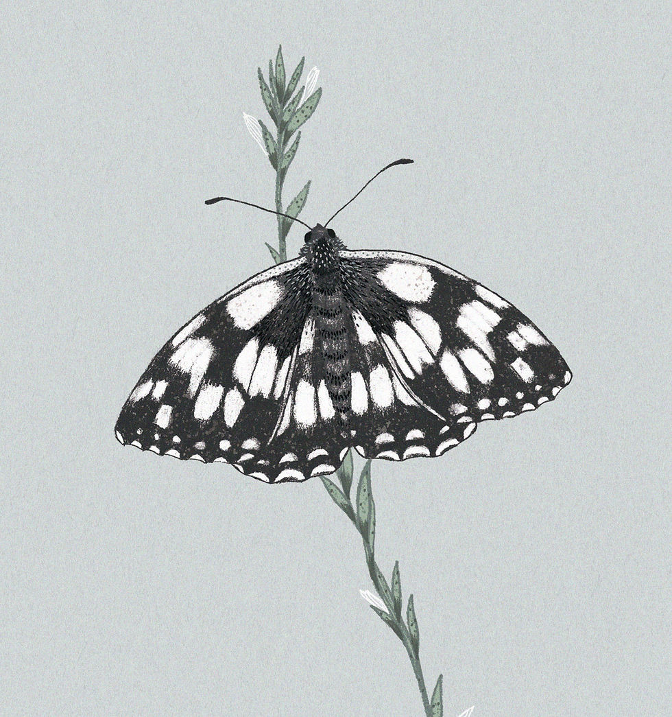 Miniaturbild: Postkarte | Schachbrettfalter - Schmetterling des Jahres 2019