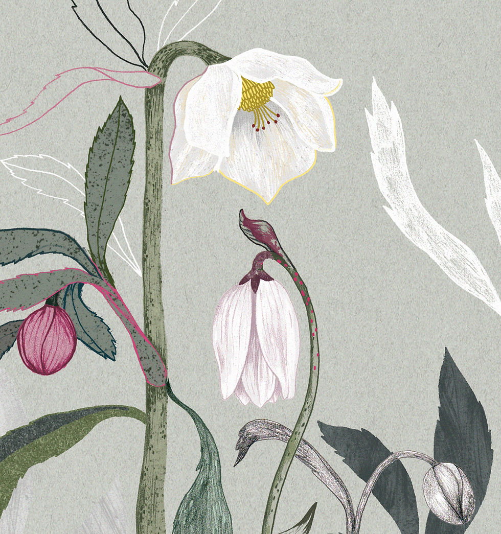 Miniaturbild: Klappkarte | Schneerose