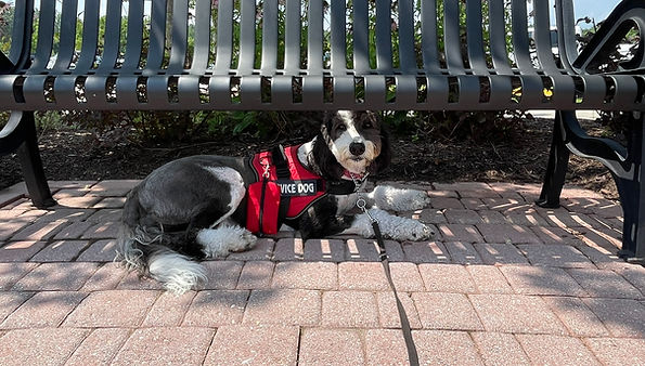 Cherry SD under a bench.JPEG