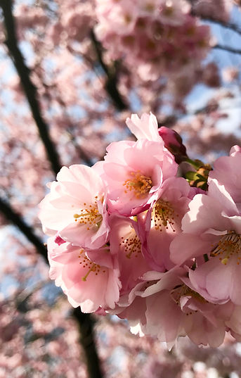 Kirschblüten als Symbol für Neuanfang und kreative, persönliche Entfaltung durch den Einstiegsworkshop Stimmtraing und Schauspiel