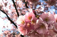 Kirschblüten: Symbol für Aufbruch, Beginn und persönliche, kreative Entfaltung