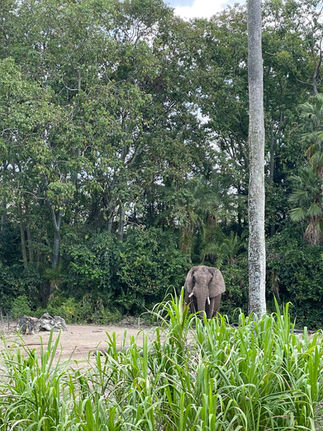 an Elephant on the Kilimanjaro Safari in Animal Kingdom Disney World