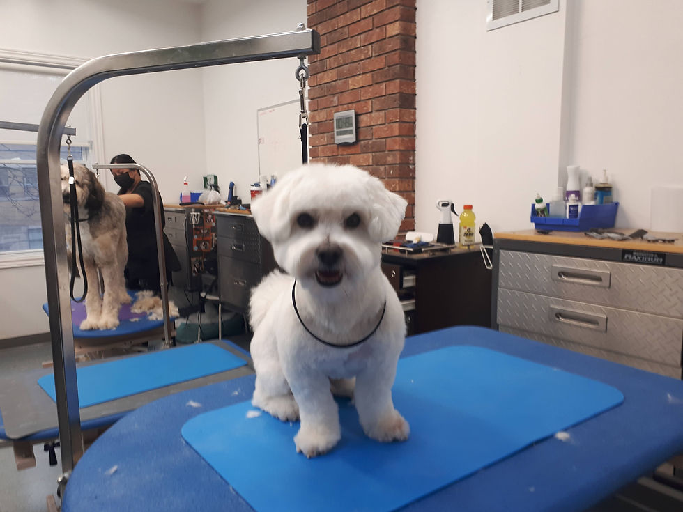 Maltese Puppy Cut