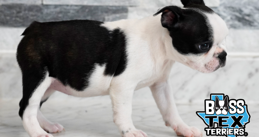 Screen Shot 2022-04-07 at 1.05.03 AM.png