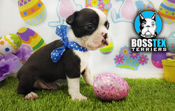 BOSTON TERRIER MACE