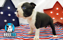 Boston Terrier Leo
