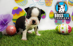 BOSTON TERRIER MAISY