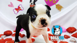 16121804_10158165692620311_773501806_o copy